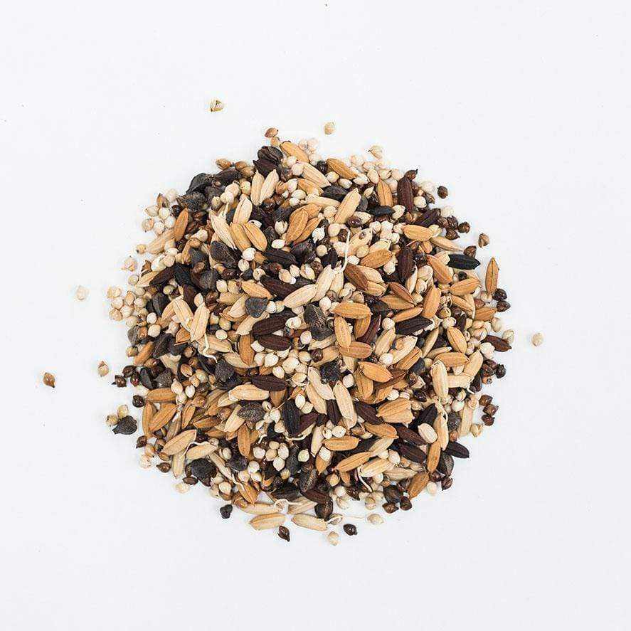 BLOOD ORANGE IPA-All Grain